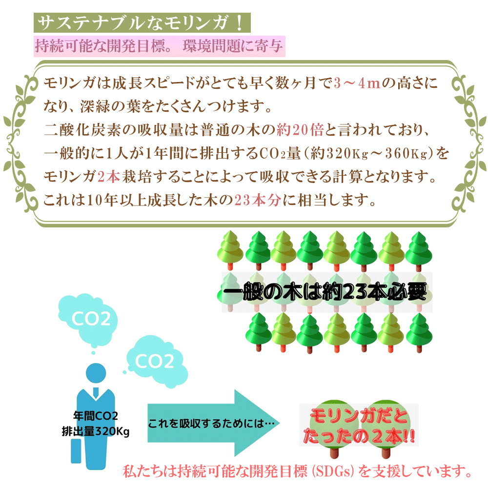 モリンガを栽培することは持続可能な開発目標の一部を担えると考えます